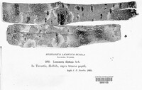 Lecanora distans image